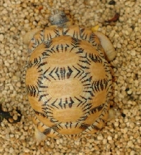 Ju mong top.