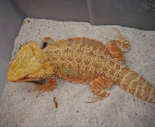 my breeder in Thailand