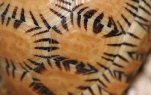 Ju mong's skin 2