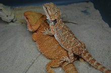 female breeder 2007