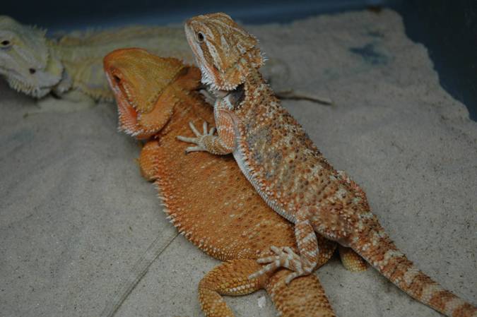 female breeder 2007
