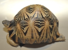 left Side