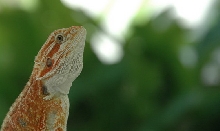 my dragon