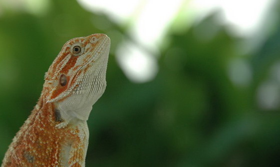 my dragon