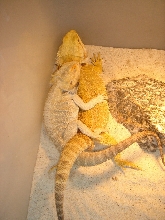 to breed
