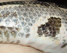 male spurs