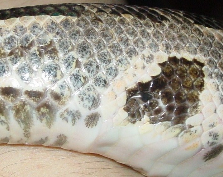 male spurs