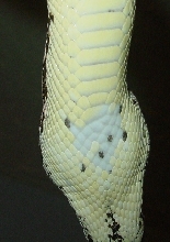 chin patch 2