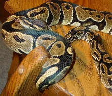 het ghost female