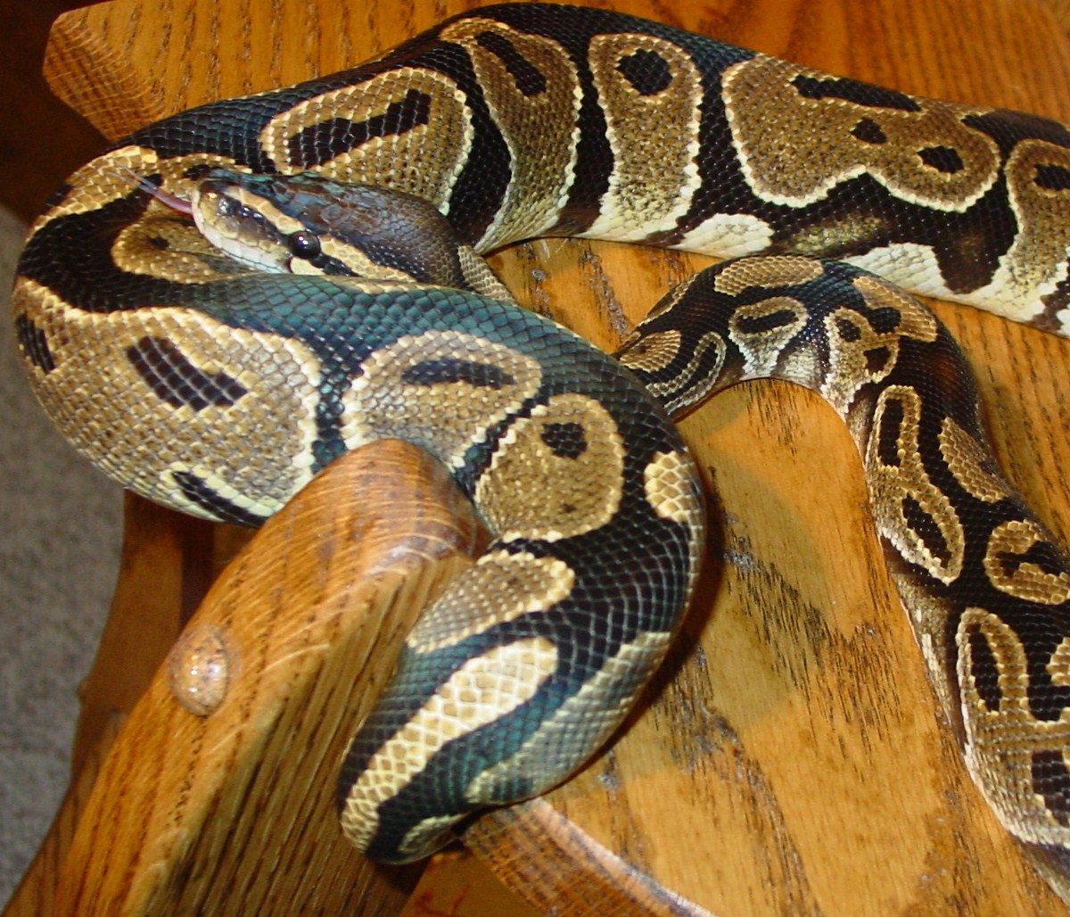 het ghost female