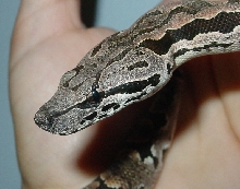 head shot
