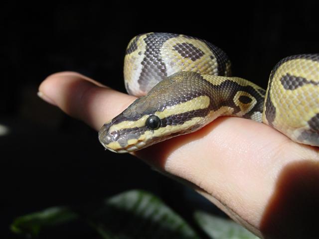 Specter as a palm pet