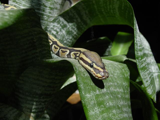 Adventure python
