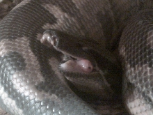 Blood Python Broken Jaw 1