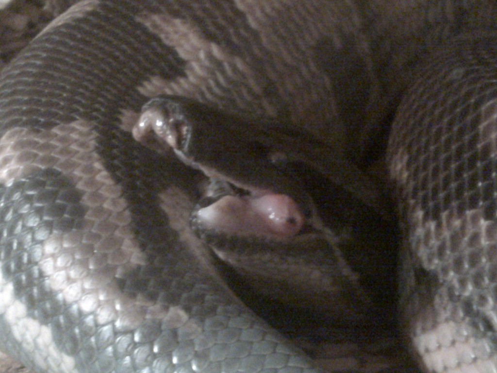 Blood Python Broken Jaw 1