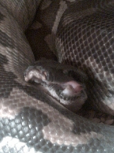 Blood Python Broken Jaw 2