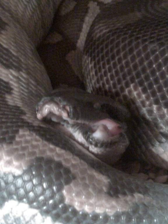 Blood Python Broken Jaw 2