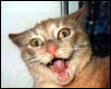 Mad kitty