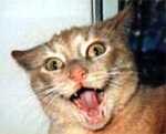 Mad kitty