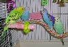 All my parakeets