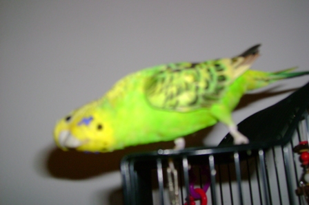 Melody being silly
