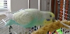 Wheezy