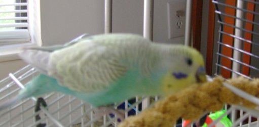 Wheezy