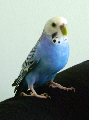 King of the World