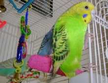 Melody