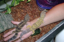 Charli & Ricco