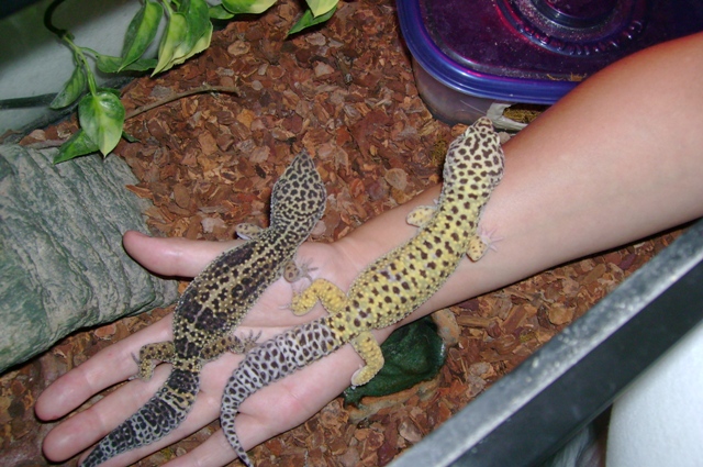 Charli & Ricco