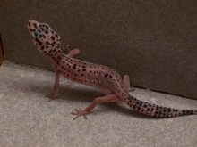 her tail is fatter and hip bones are gone