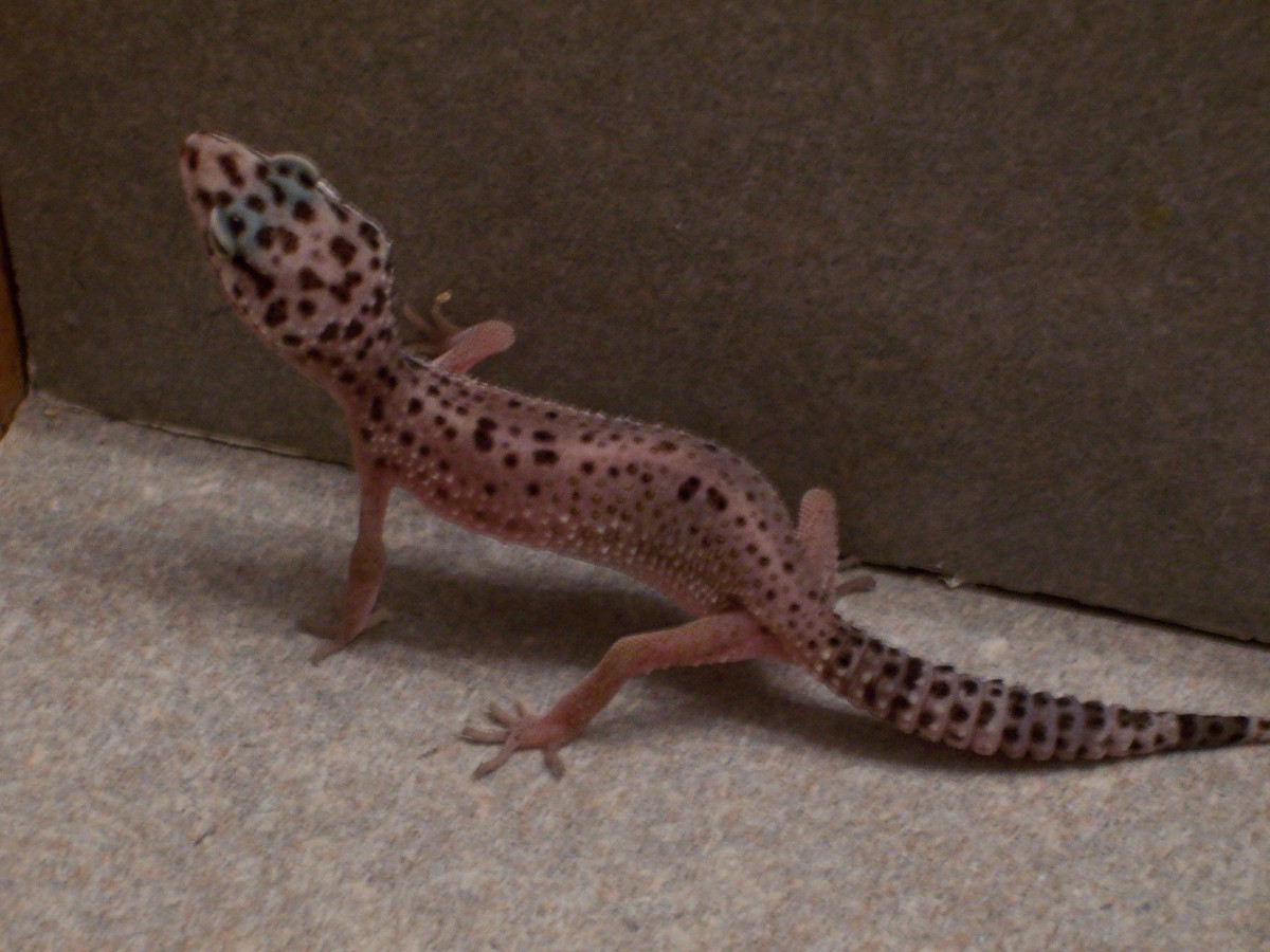her tail is fatter and hip bones are gone