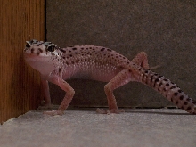i think she is getting stripes?