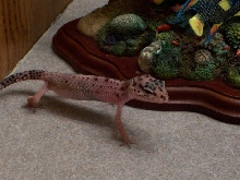 starting to look like a gecko
