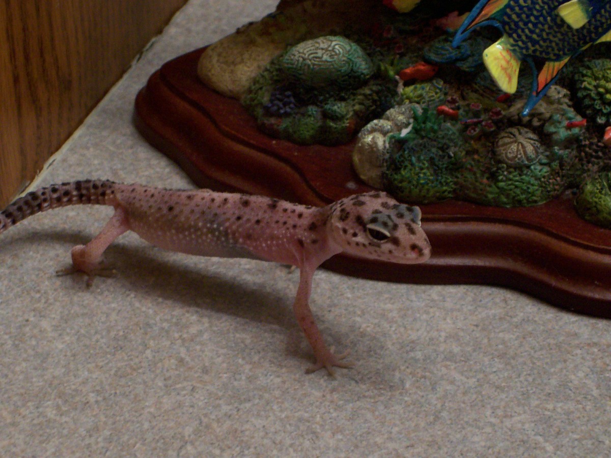 starting to look like a gecko