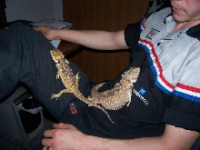 lap lizards