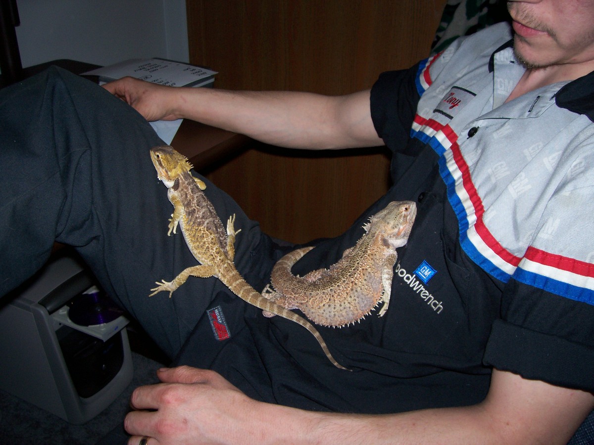 lap lizards