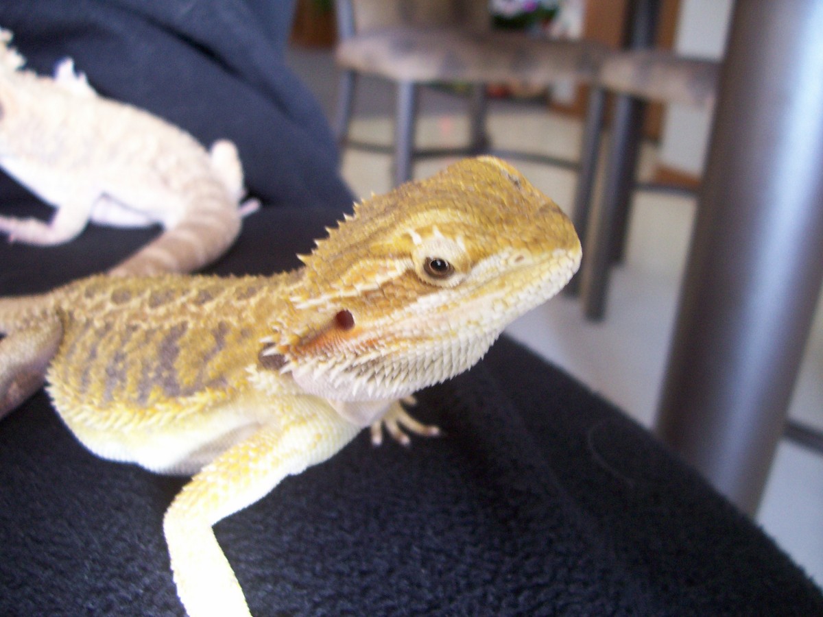 Liela's closeup