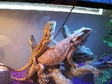 Thorn and Liela