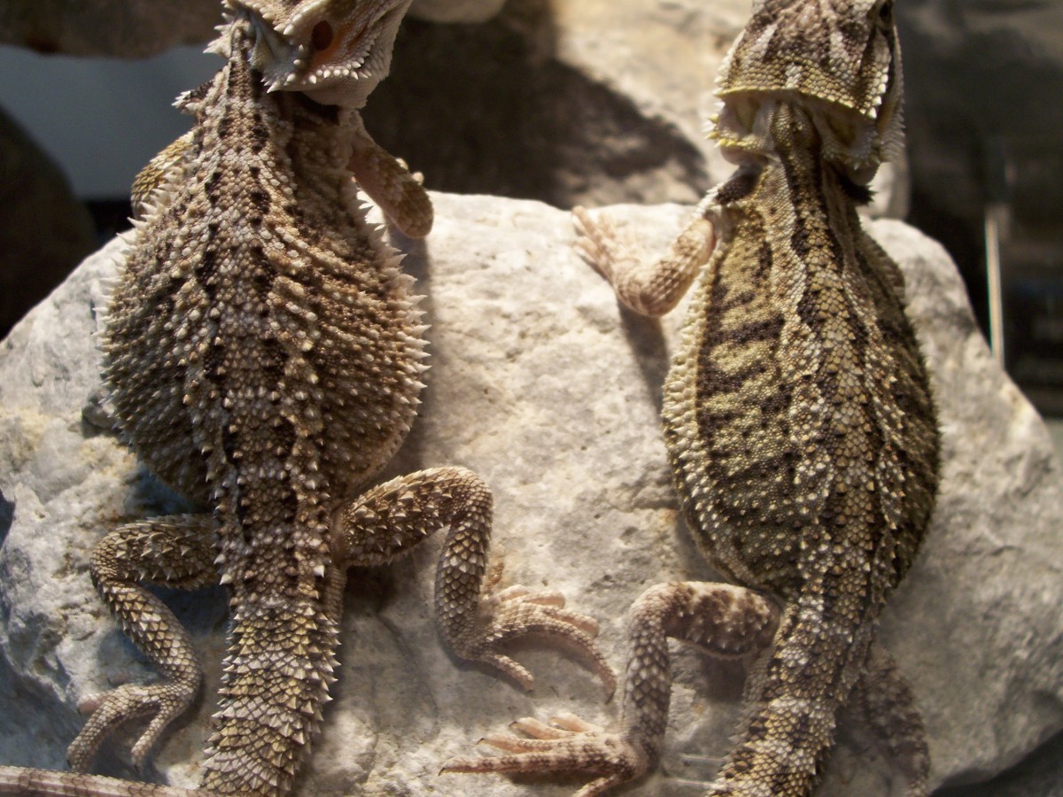 babies backs