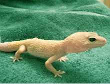 my new gecko