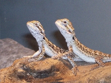 my new girls