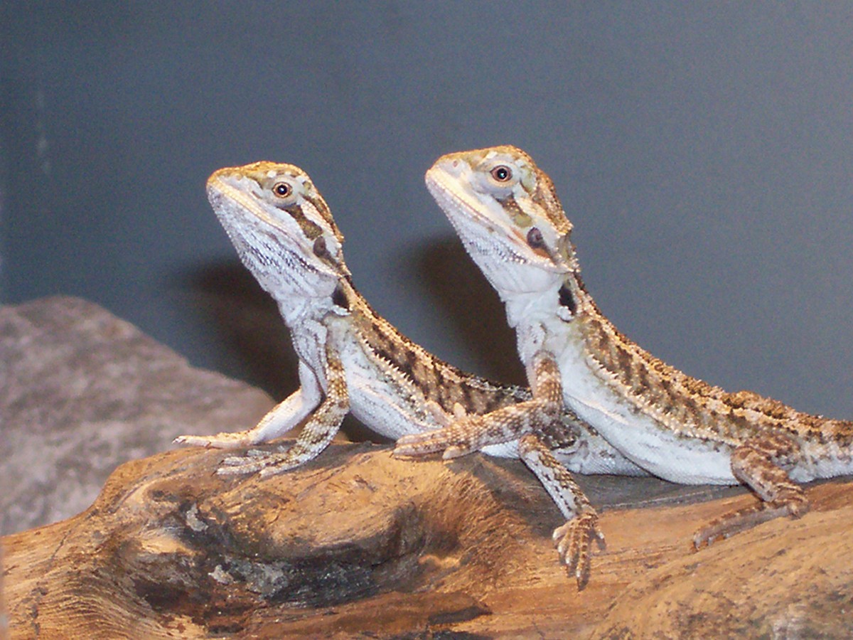 my new girls