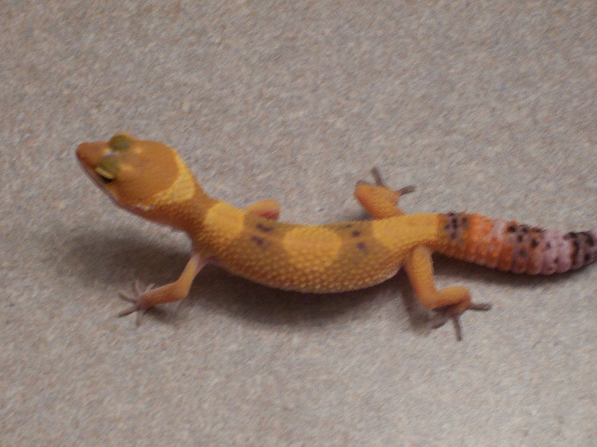 got from petco