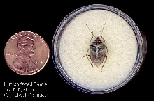 Human-faced beetle (stink bug), 1/2 inch