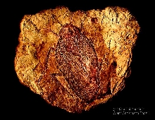 Giant Cockroach Fossil 6-1/8inch (300 million years old)