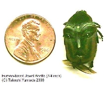 Human-faced Jewel Beetle