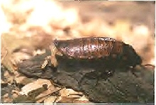 abortion of ootheca (Madagascar giant hissing cockroach, adult femaile)