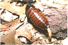"Air Drying", Madagascar giant hissing cockroach, adult female